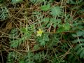 Tribulus terrestris